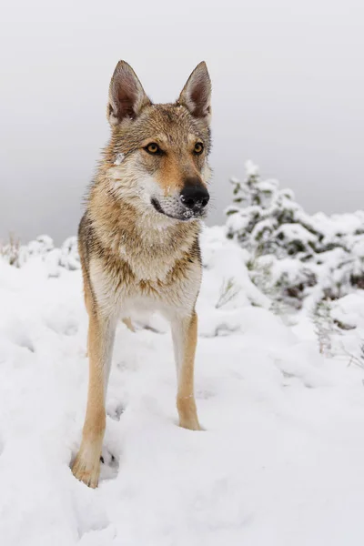 Вовк в свіжого снігу — стокове фото
