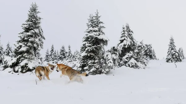 Loup dans la neige fraîche — Photo