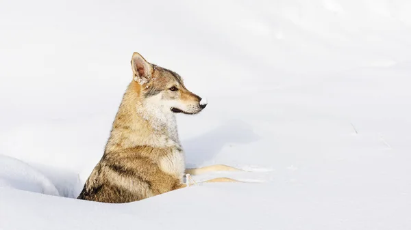 Loup dans la neige fraîche — Photo