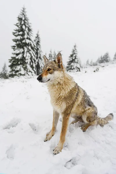 신선한 눈에 늑대 — 스톡 사진