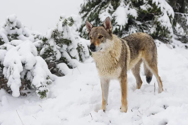 Λύκος στο φρέσκο χιόνι — Φωτογραφία Αρχείου