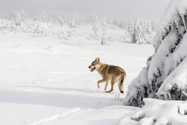 หมาป่าในหิมะสด — ภาพถ่ายสต็อก
