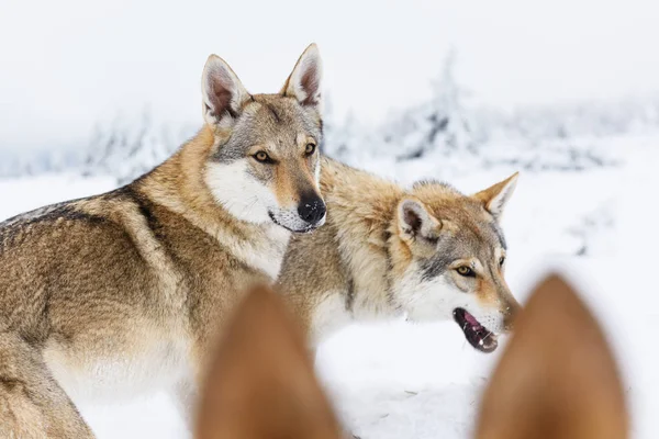 Wolf in fresh snow — Stock Photo, Image