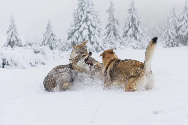 Loup dans la neige fraîche — Photo