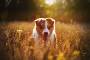 Şirin küçük köpek.