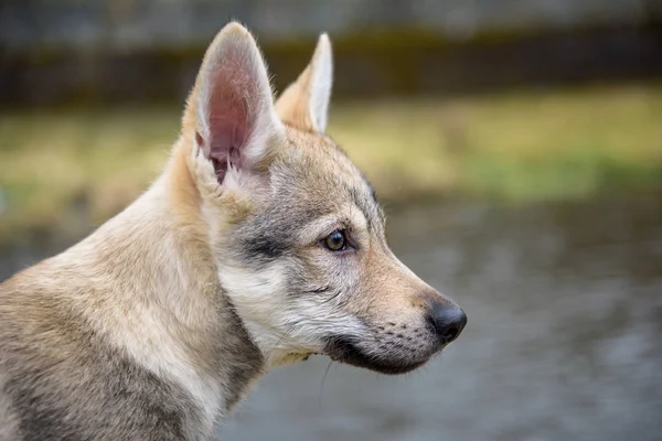 Cute Czechoslovakian wolf — Stock Photo, Image