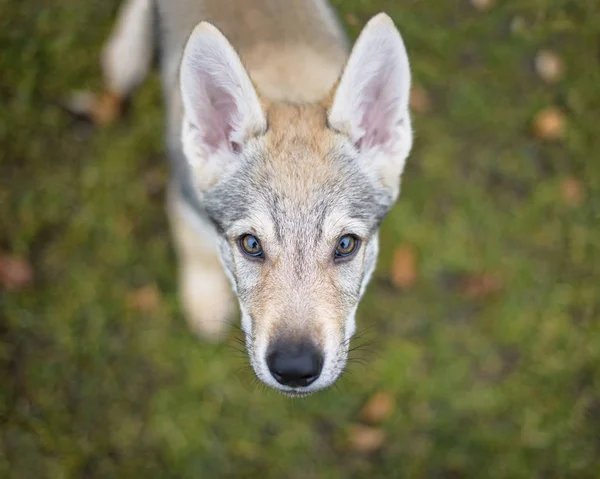 Cute Czechoslovakian wolf — Stock Photo, Image