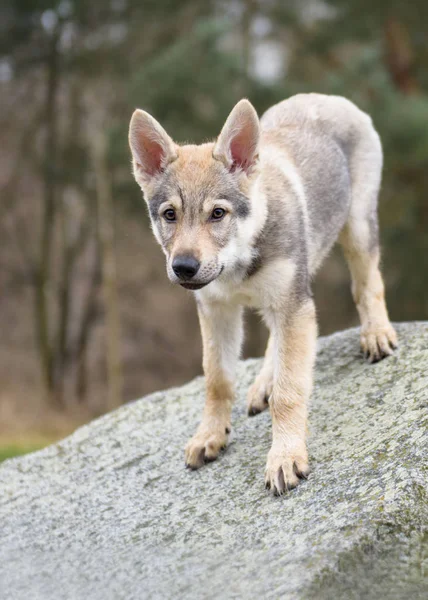 Cute Czechoslovakian wolf