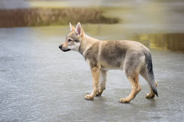Милый чехословацкий волк — стоковое фото