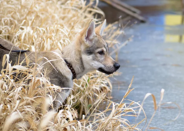 Cute Czechoslovakian wolf — Stock Photo, Image