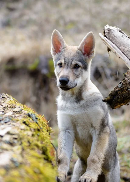 Cute Czechoslovakian wolf — Stock Photo, Image