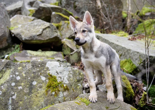 Cute Czechoslovakian wolf — Stock Photo, Image