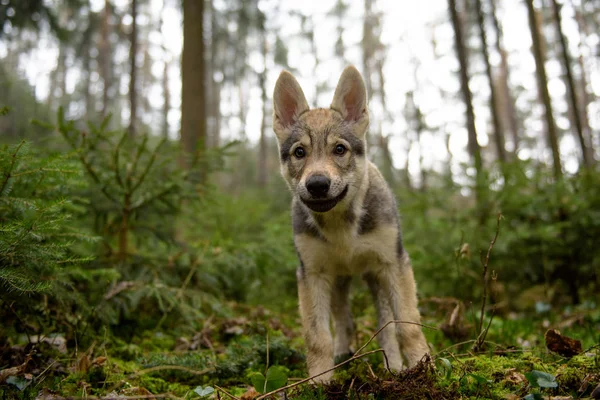 Милый чехословацкий волк — стоковое фото