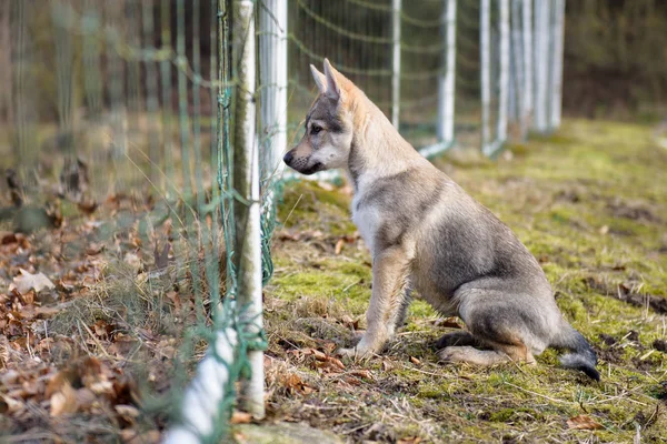 Cute Czechoslovakian wolf