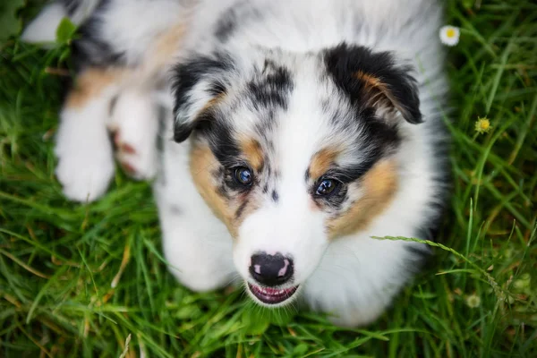 Australian Shepherd dog — Stock Photo, Image