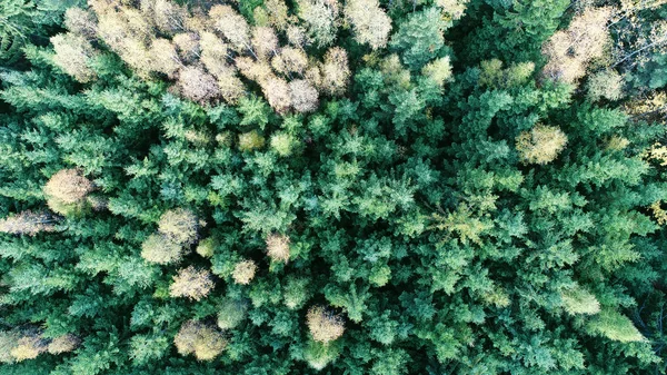 Aerial view of forest — Stock Photo, Image