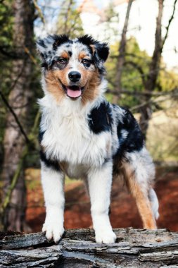Şirin mavi merle Avustralya çoban köpeği doğada