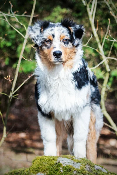 Cute Azul Merle Australian Shepherd Cachorro Natureza — Fotografia de Stock