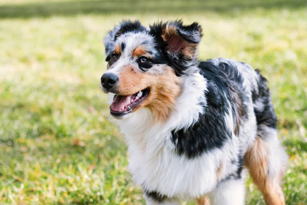 Cute Niebieski Merle Owczarek Australijski Szczeniak Naturze — Zdjęcie stockowe