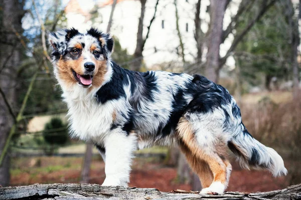 Söt Blå Merle Australian Shepherd Valp Naturen — Stockfoto