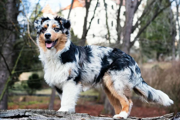 Cute Azul Merle Australian Shepherd Cachorro Natureza — Fotografia de Stock