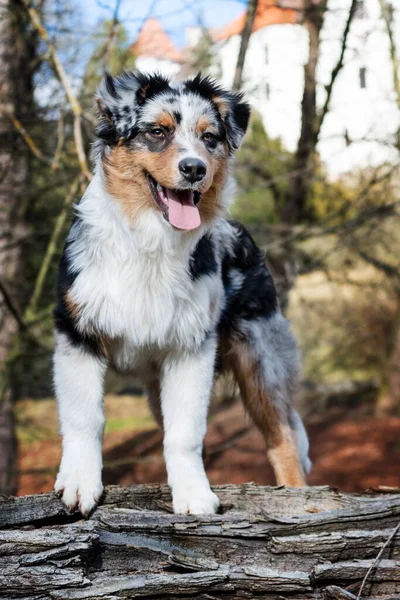 かわいい青いメルルオーストラリアの羊飼いの子犬で自然 — ストック写真