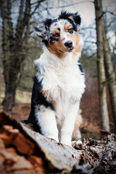 Söt Blå Merle Australian Shepherd Valp Naturen — Stockfoto