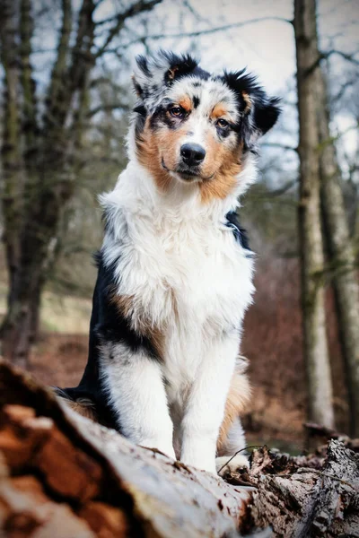 Söt Blå Merle Australian Shepherd Valp Naturen — Stockfoto