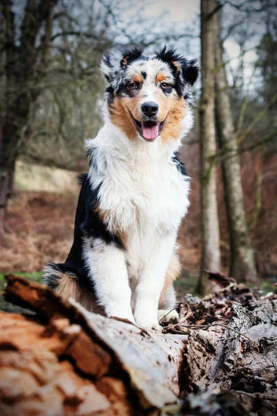 Söt Blå Merle Australian Shepherd Valp Naturen — Stockfoto