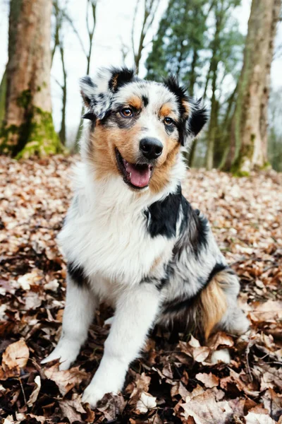 Cute Niebieski Merle Owczarek Australijski Szczeniak Naturze — Zdjęcie stockowe