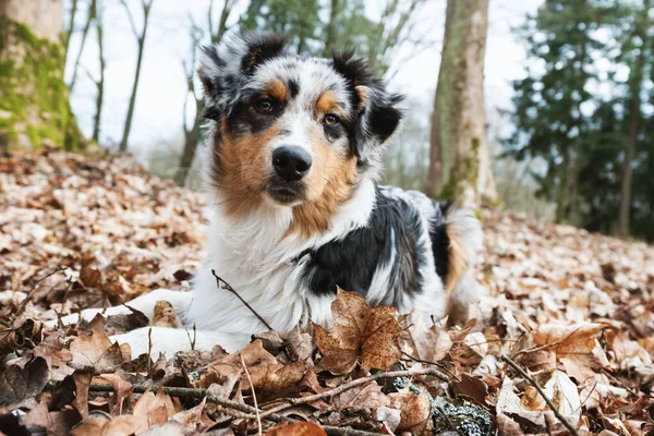 Cute Azul Merle Australian Shepherd Cachorro Natureza — Fotografia de Stock