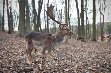 Güz ormanında düşen geyik erkek.
