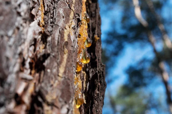 Drop Pine Resin Wounded Tree — Stock Photo, Image