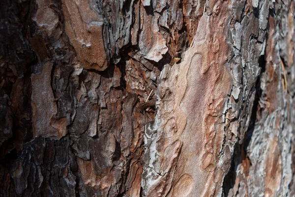 Background Texture Close Tree Bark — Stock Photo, Image