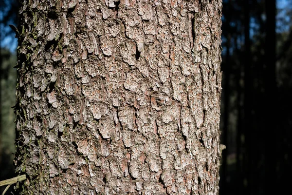 Background Texture Close Tree Bark — Stock Photo, Image