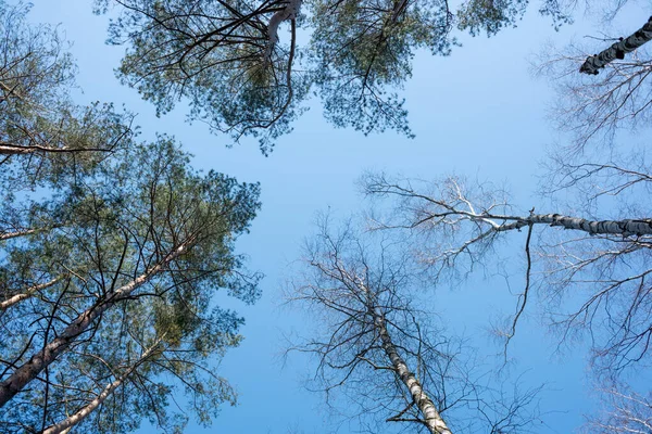 Большие Здоровые Деревья Ясным Голубым Небом — стоковое фото
