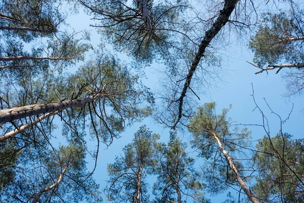 Большие Здоровые Деревья Ясным Голубым Небом — стоковое фото