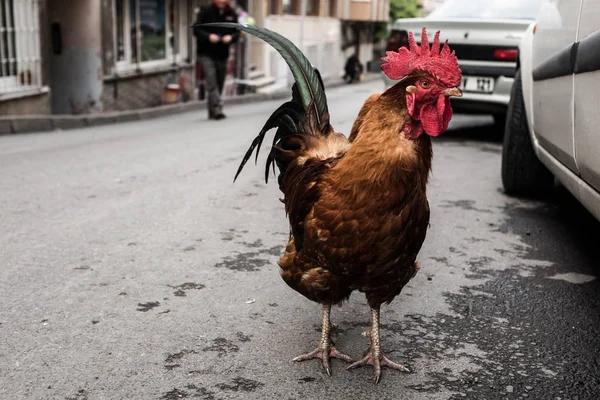 Cock on a traffic.