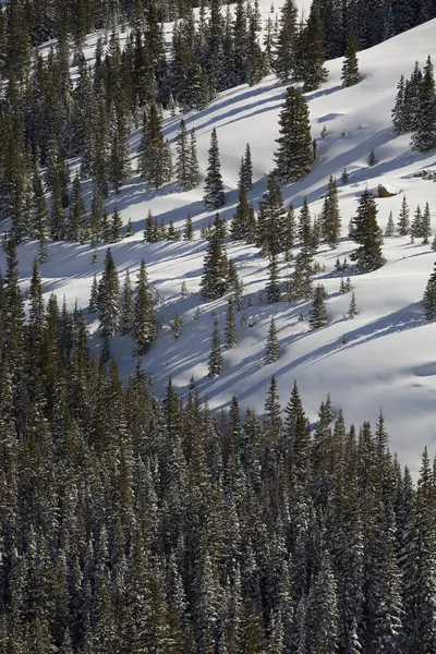 Yüksek Dağ Iğne Yapraklılar Colorado Karla Kaplı Dağ Tarafı Bir — Stok fotoğraf