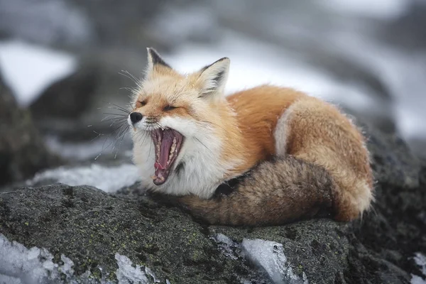 Close up red fox yawning — Stock Photo, Image