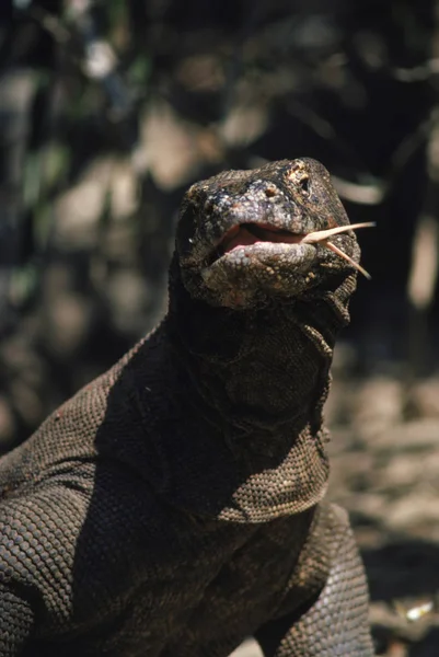 Комодский дракон показывает язык — стоковое фото