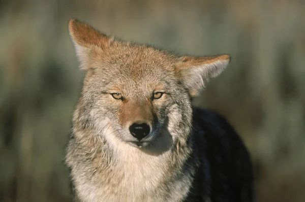 Coyote Parque Nacional Grand Teton —  Fotos de Stock