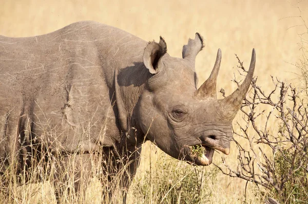 Black Rhino Eating Plants Kenya Masai Mara National Reserve — Stock Photo, Image