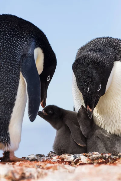 Famille Adelie Penguin Îles Yalour Péninsule Antarctique Antarctique — Photo