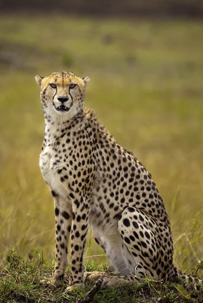 Wilder Gepard Kenianischen Masai Mara Nationalpark — Stockfoto