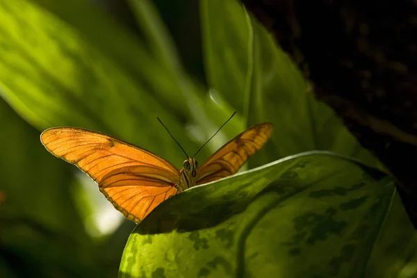 ジュリア Heliconian ナイアガラの滝 オンタリオ州 カナダのナイアガラ蝶の温室で ヤンガードリアス期ユリア を蝶します — ストック写真