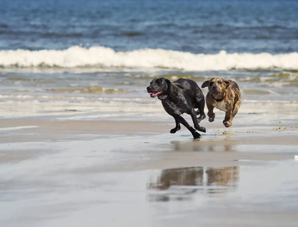 Zwei Hunde Jagen Sich Einem Strand Süden Von Maine — Stockfoto