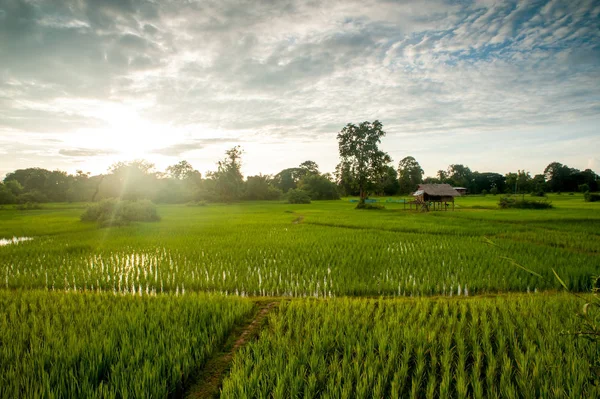 Rice Field Water Sunshine Blue Sky Laos — Stock Photo, Image