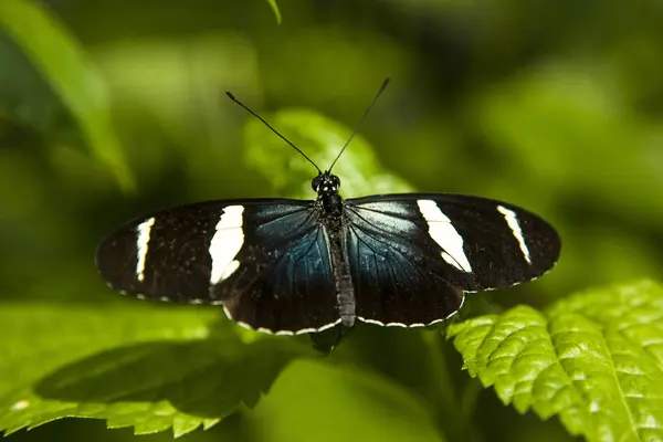 Sara Longwing Butterfly Heliconius Sara Leaf Niagara Butterfly Conservatory Nigara — Photo