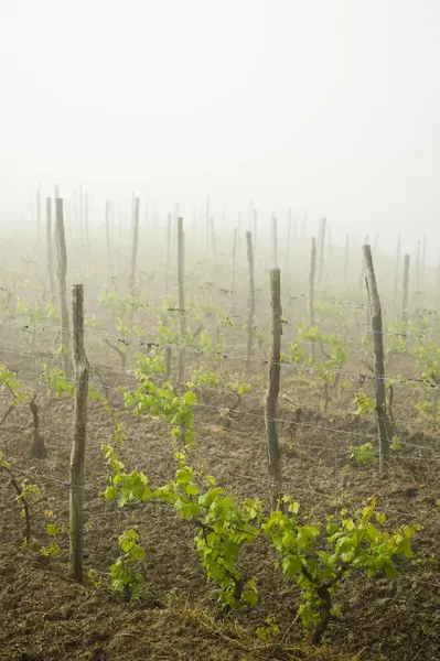 Виноград Растет Туманном Винограднике Асти Италия — стоковое фото